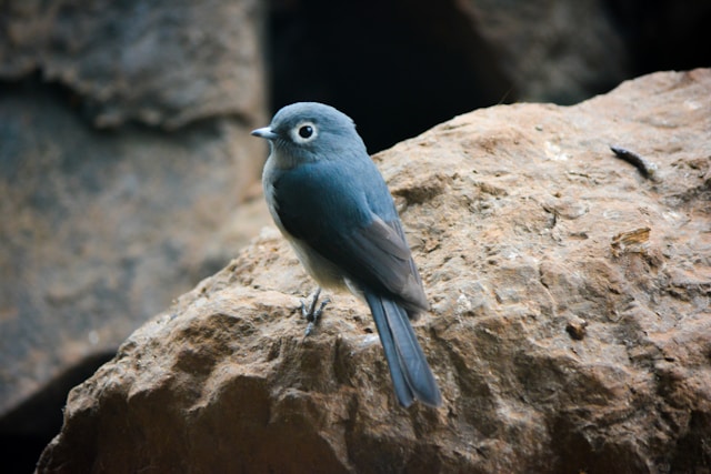 Small blue bird