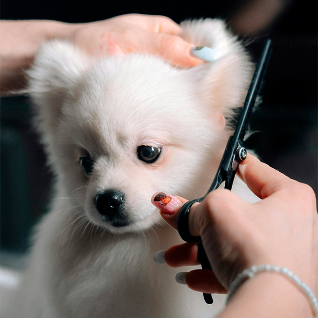 White pupppy getting a hair cut