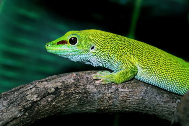 Madagascar Day Gecko Phelsuma madagascariensis