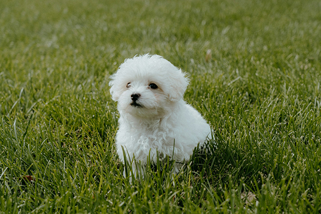 Cute white pupppy sitting in the grass